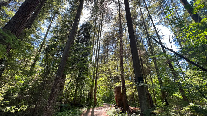 A stunning Stanley Park walk