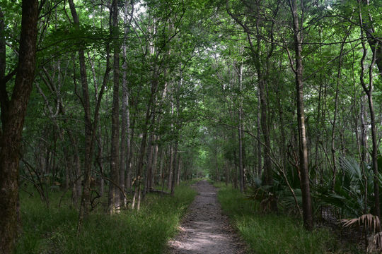 Barataria Preserve, Louisiana, parks in louisiana, wetlands