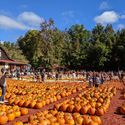 Burt&#39;s Pumpkin Farm, Georgia, fall, autumn, pumpkins, leaf-peeping, fall foliage