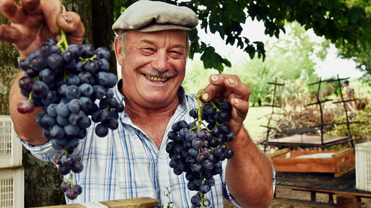 Carmelo Vineyard, Uruguay