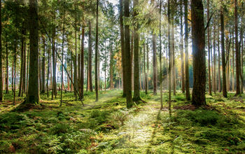 Black Forest, Germany, trees