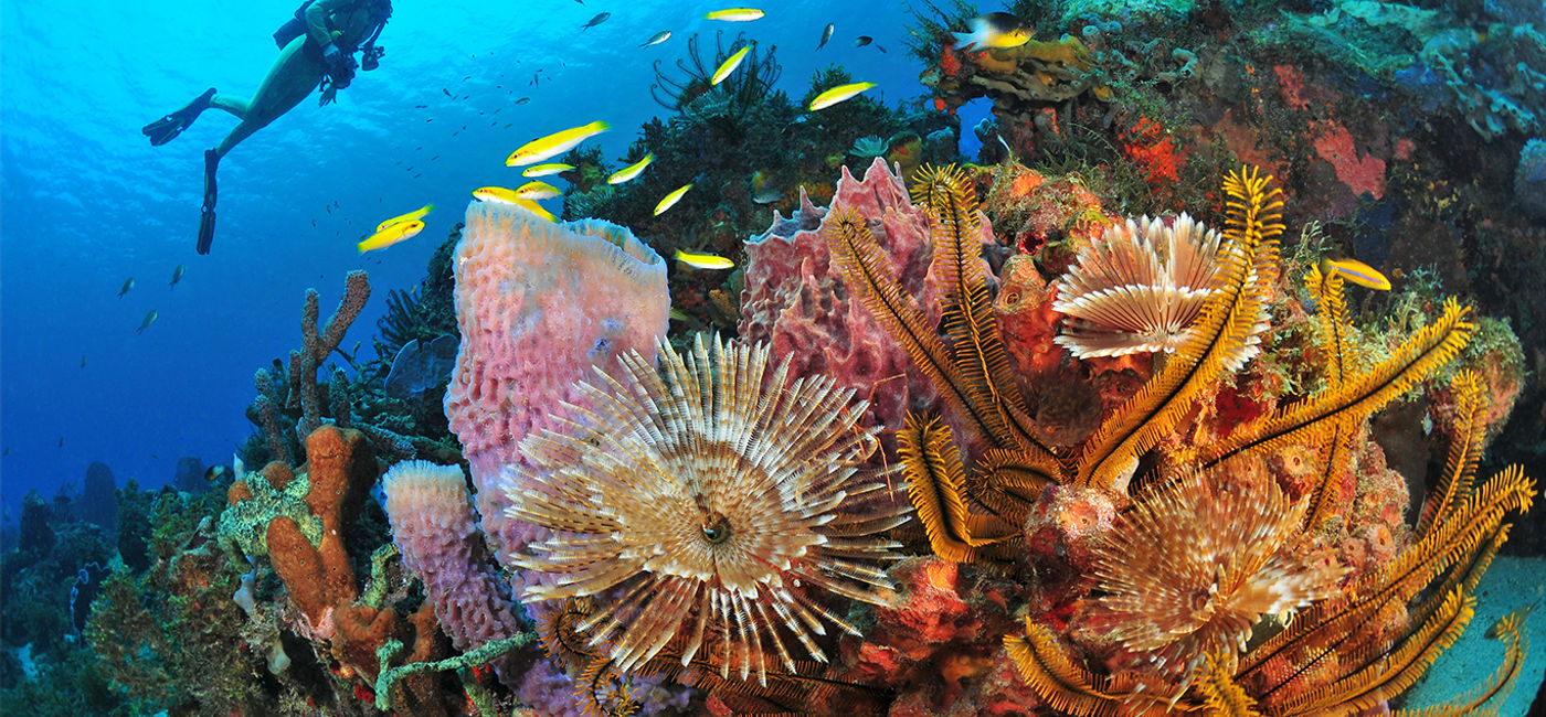 Image: Martinique Diving © R.Pakiela (Photo Credit: Martinique Diving © R.Pakiela)