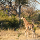 Botswana, Africa, Giraffe, Safari