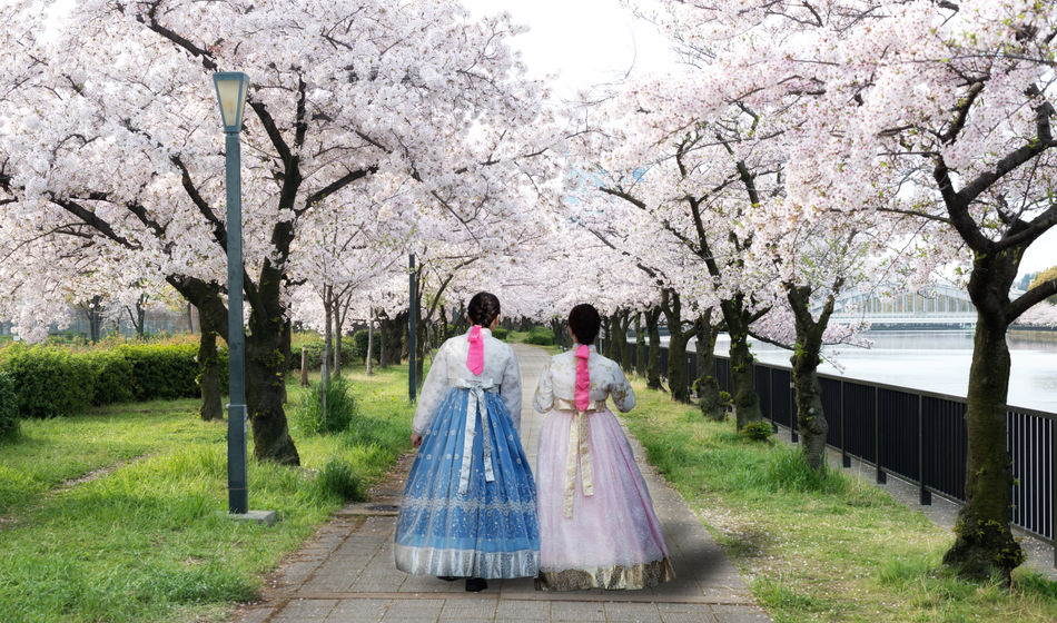 Cherry blossoms in Seoul, South Korea