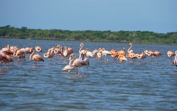 Santuario de Fauna y Flora Los Flamencos